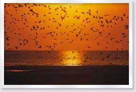Mnemba Birds at Sunset