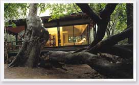 Phinda Forest Lodge