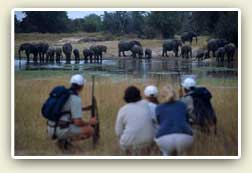 Safari Guides / copyright CCA