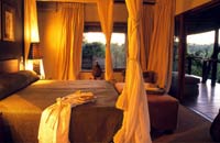 Honeymoon at Londolozi, Africa