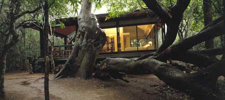 Phinda Forest Lodge