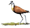 African Jacana / Copyright of CC Africa