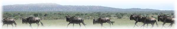 Wildebeest in Masai Mara National Reserve